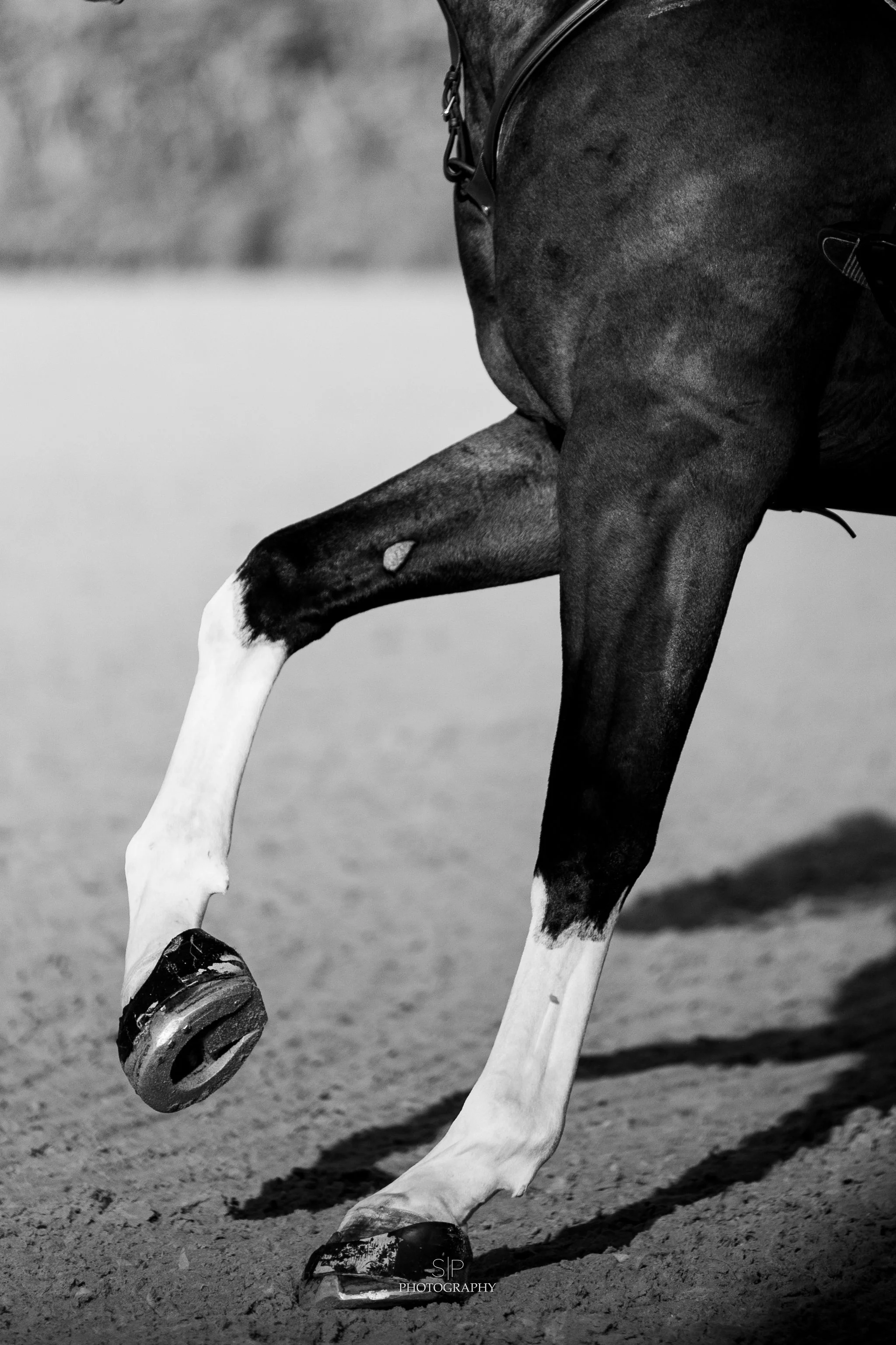 Horse legs