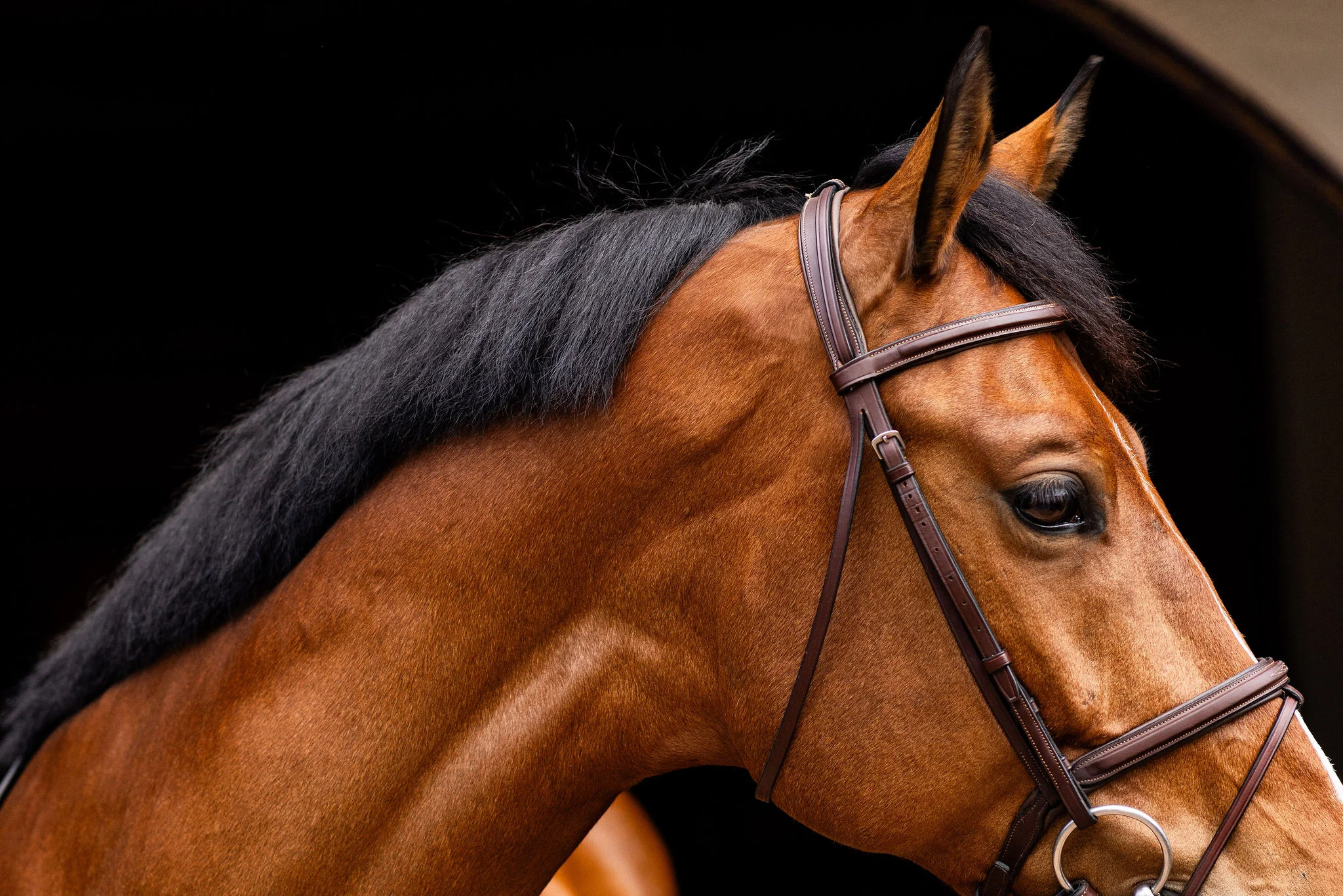 Horse head detail