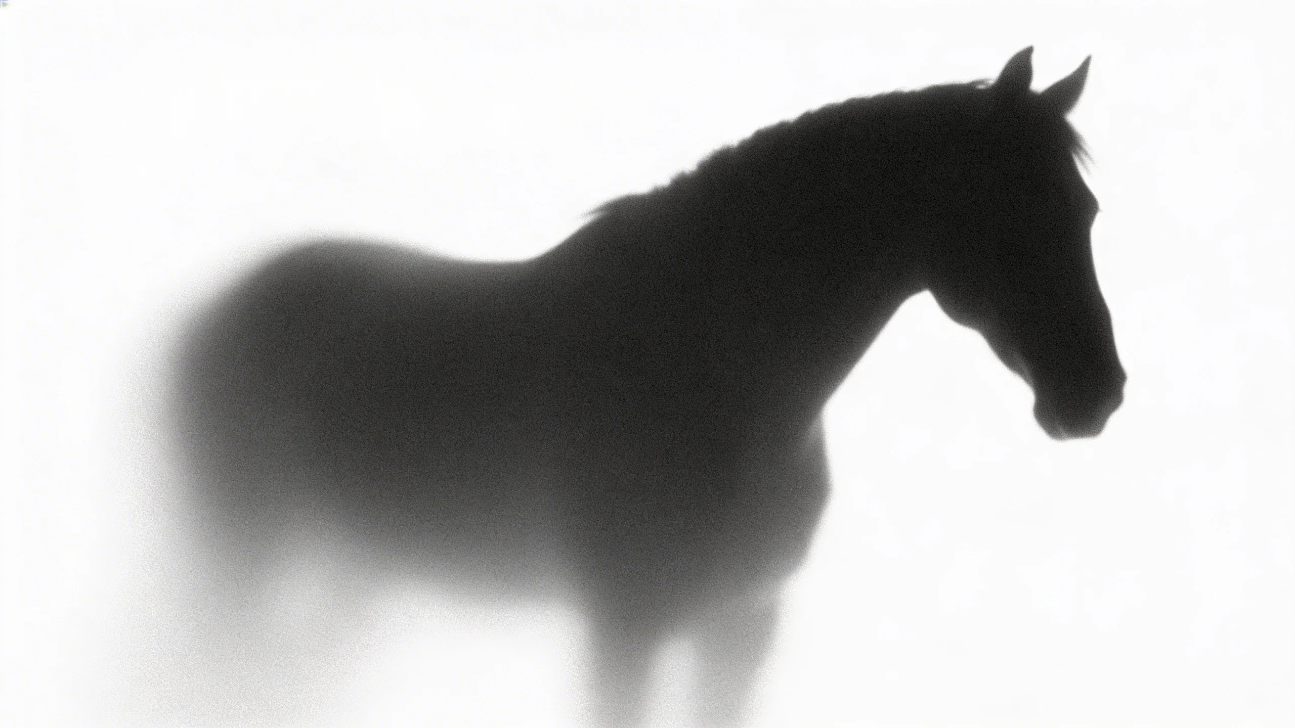Horse silhouette